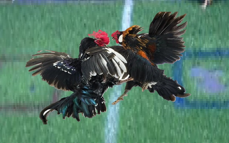 Các kiểu chọi Gà Thomo