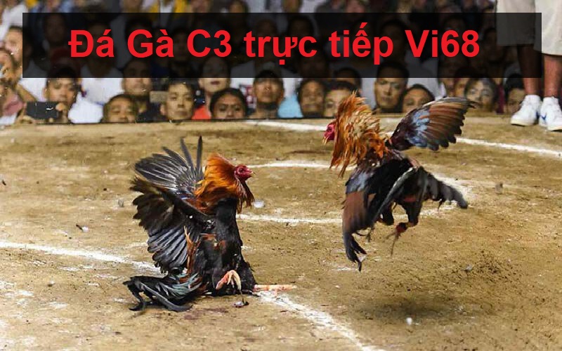 Đá Gà C3 trực tiếp Vi68 | Sảnh Đá Gà chuyên nghiệp, đẳng cấp