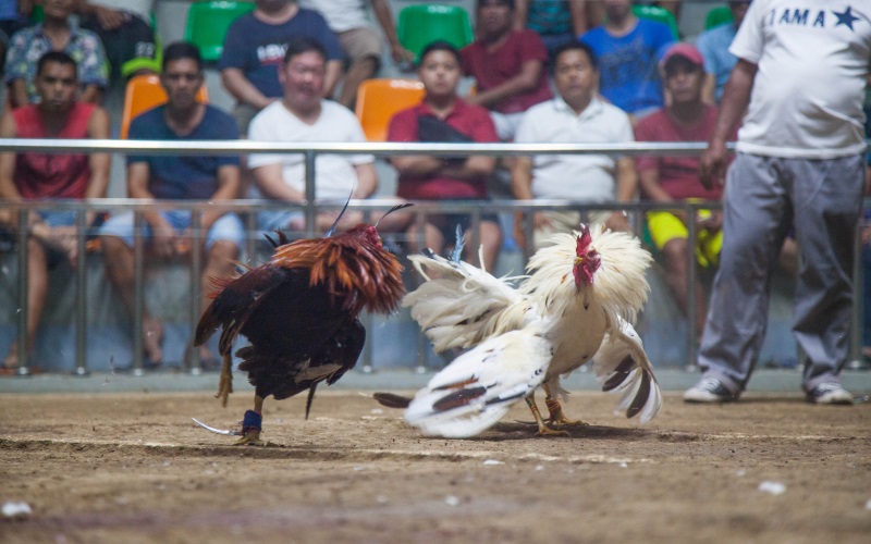 Đá Gà Philippines Vi68