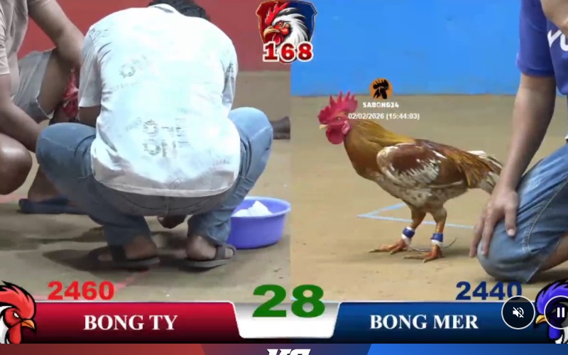 Đá Gà Tre Vi68 | So tài đẳng cấp, tốc độ cực nhanh