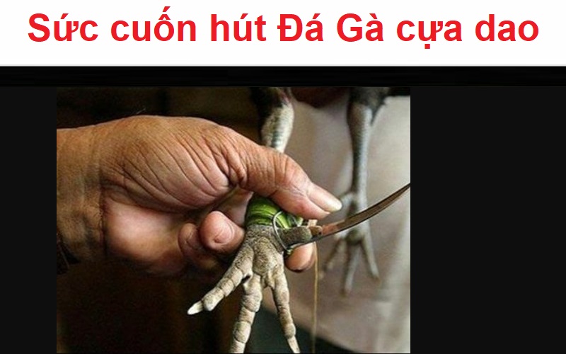 Sức cuốn hút của Đá Gà cựa dao