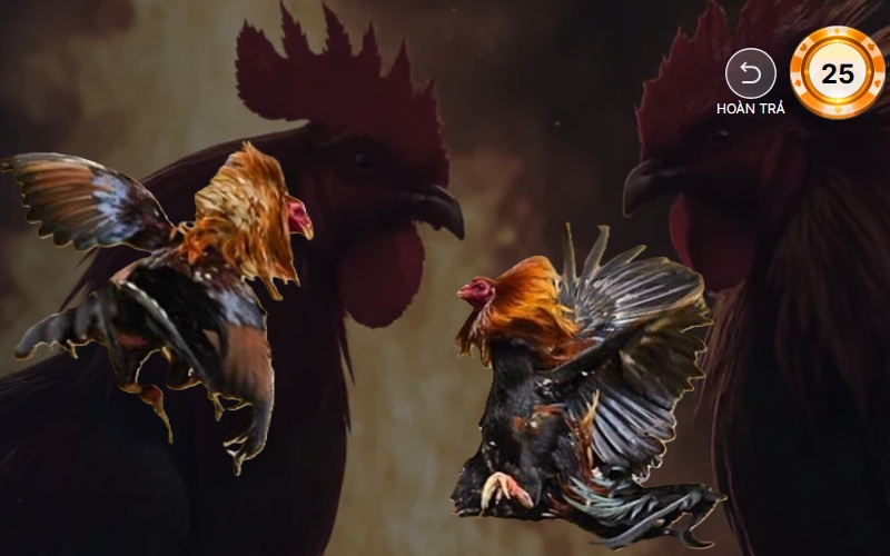 Đá Gà Thomo – Trường gà Campuchia uy tín, chất lượng 2026