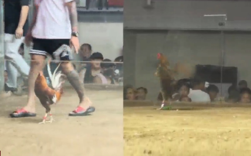 Theo dõi đầu trận