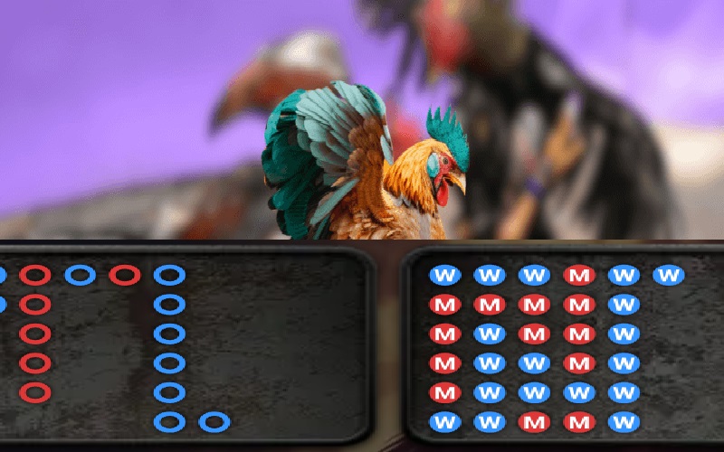 Đá Gà cựa dao | Đấu trường kịch tính, đặt cược minh bạch